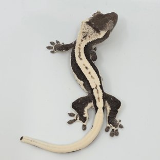 릴잔틱