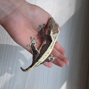 릴잔틱