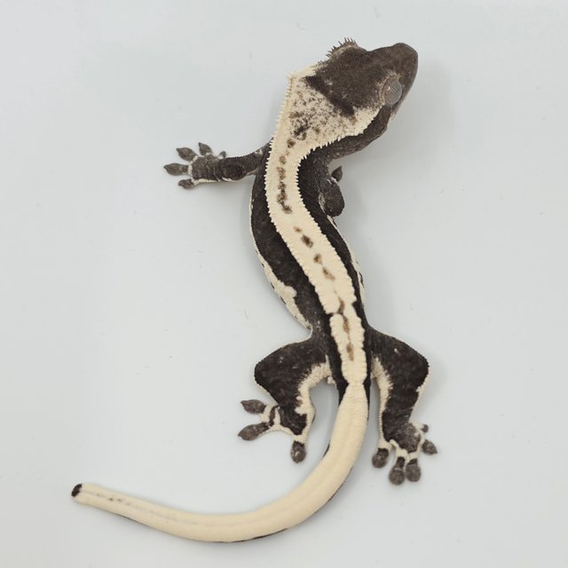 릴잔틱