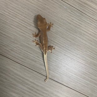 팬텀 릴리화이트 세이블
