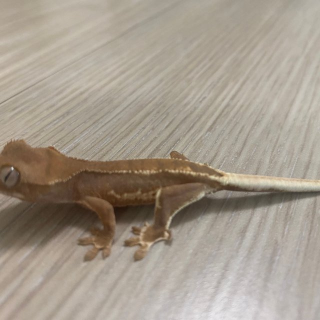 팬텀 릴리화이트 세이블