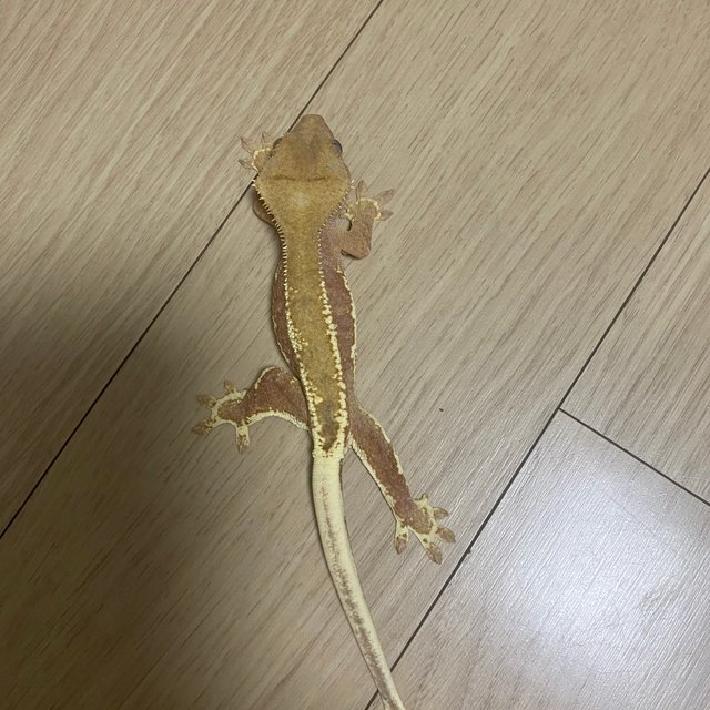 팬텀 릴리화이트 세이블