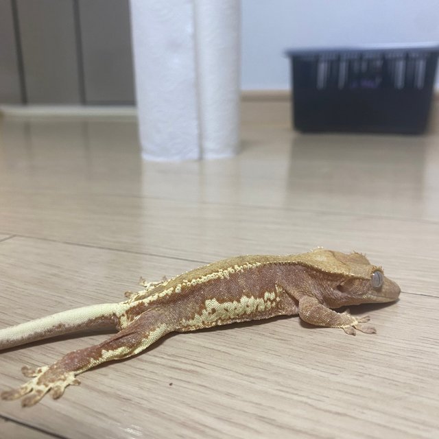 팬텀 릴리화이트 세이블