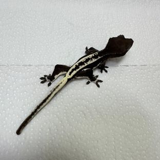 챠콜 릴잔틱