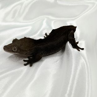 알티 챠콜 팬텀 카푸치노 블랙
