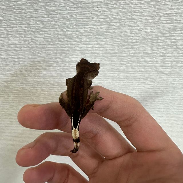 슈퍼스트라이프 알티 챠콜