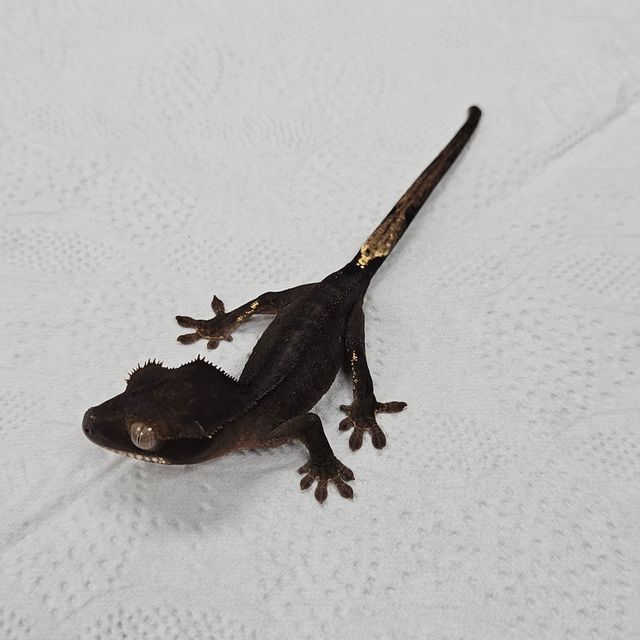 알티 챠콜