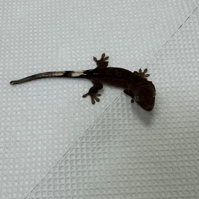 알티 챠콜