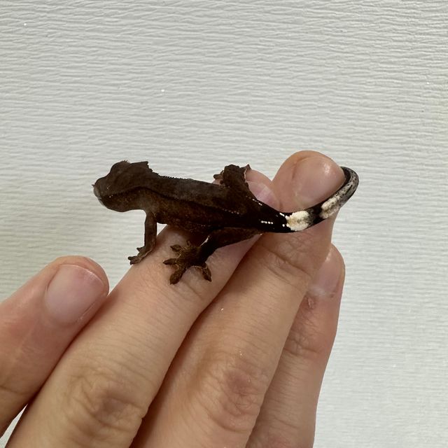 알티 챠콜