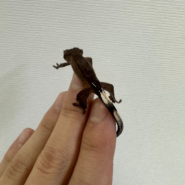 알티 챠콜
