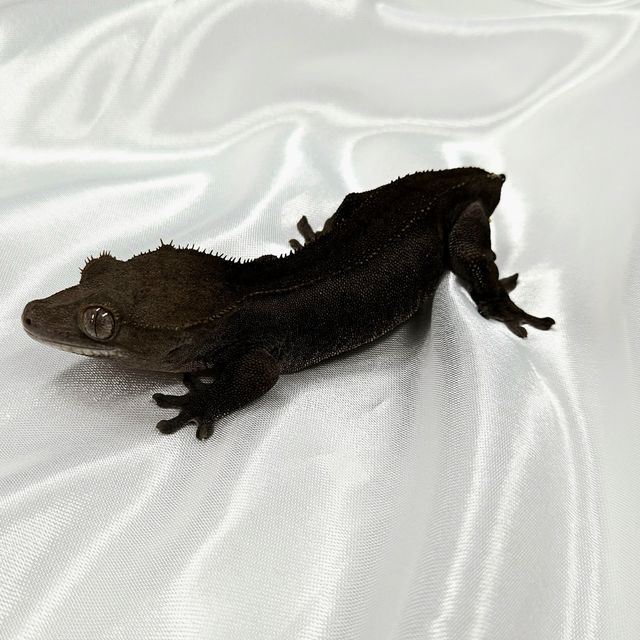 알티 챠콜 팬텀 카푸치노 블랙