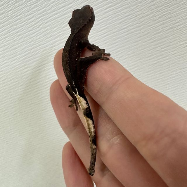 슈퍼스트라이프 알티 챠콜