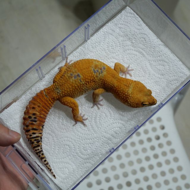 블러드 만다린