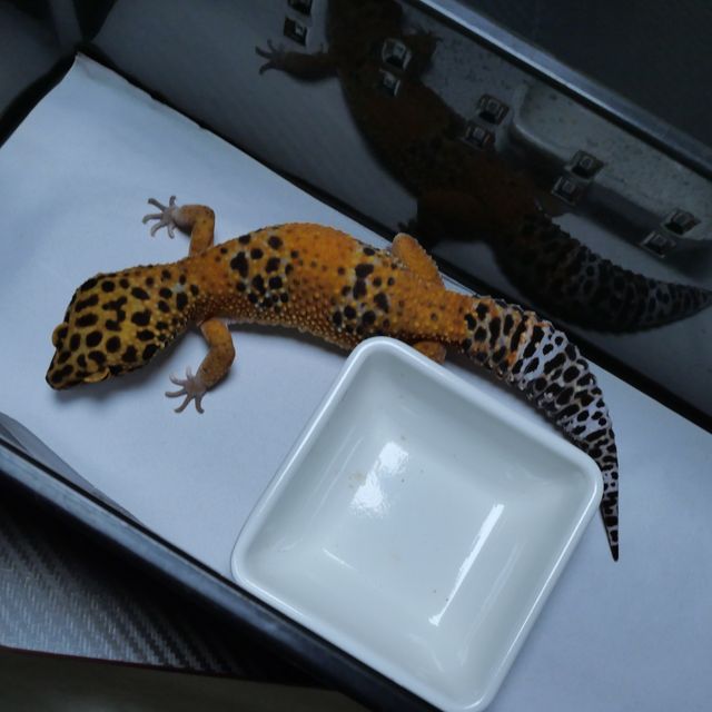 만다린 레드