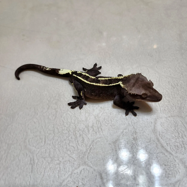 아잔틱