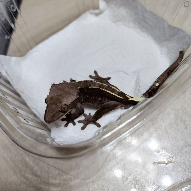 아잔틱