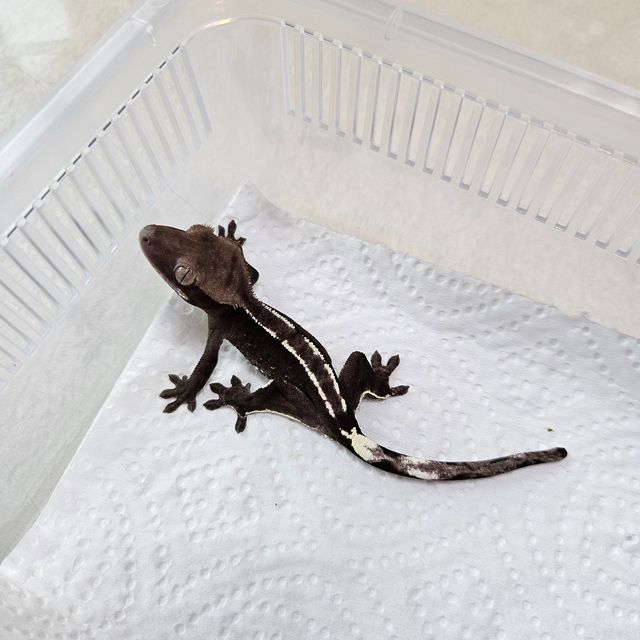 아잔틱