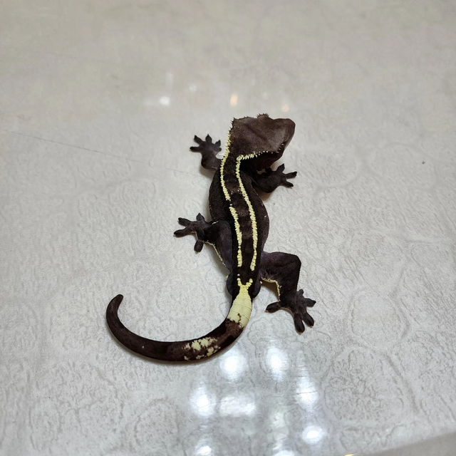 아잔틱
