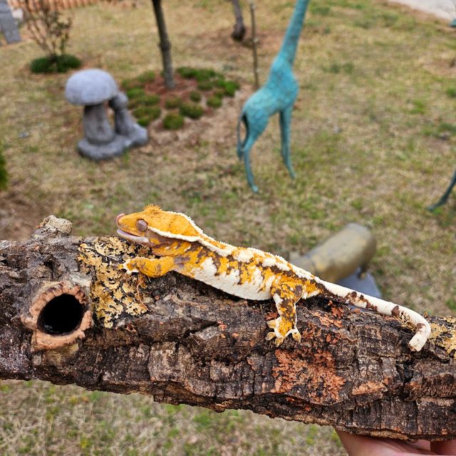 바브