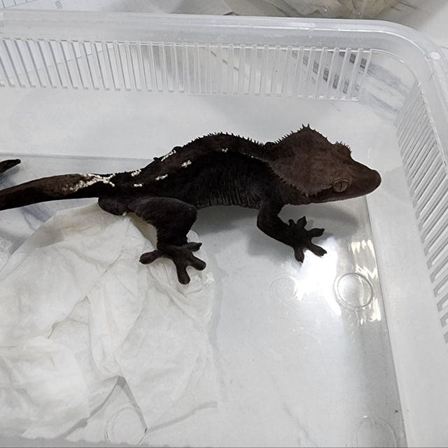 아잔틱