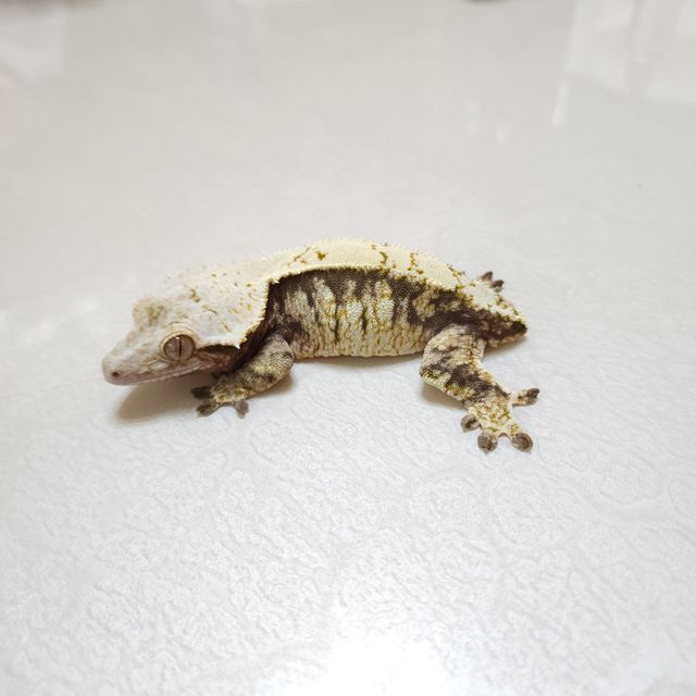 크림