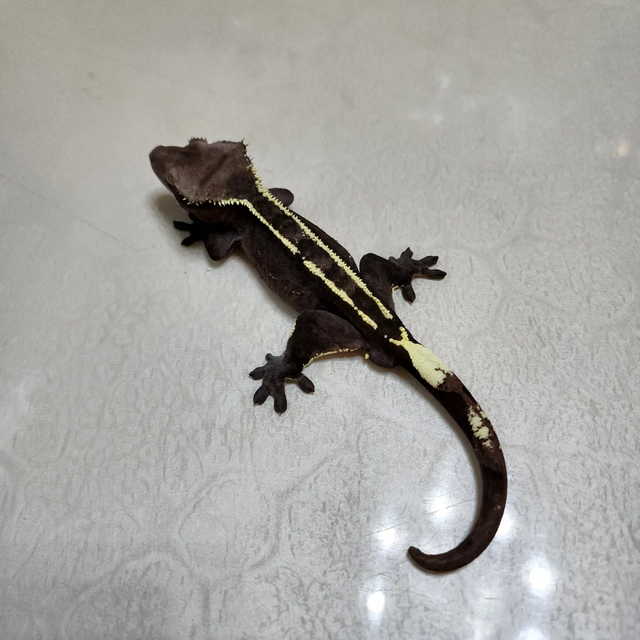 아잔틱
