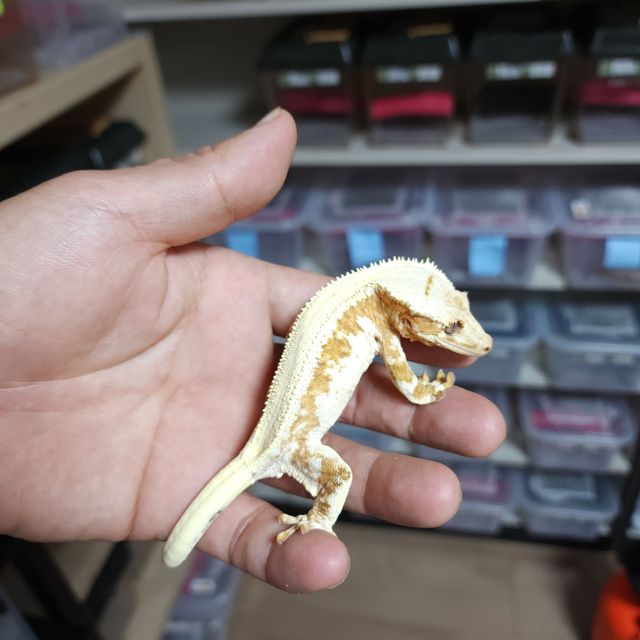 릴리화이트