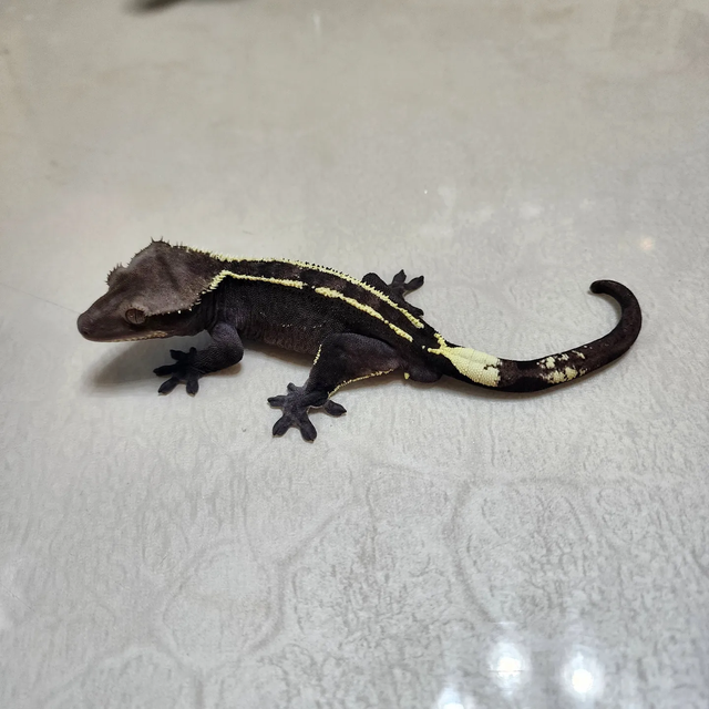 아잔틱