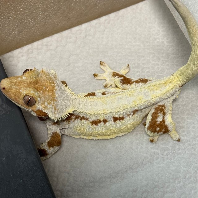 릴리화이트 레드