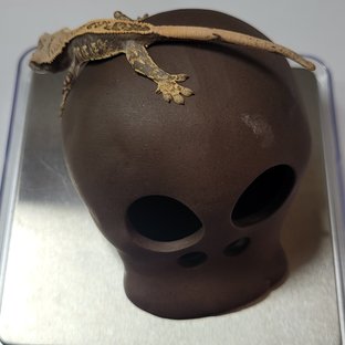 노멀 익스트림할리퀸