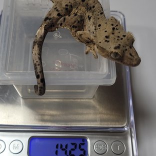 슈퍼달마시안