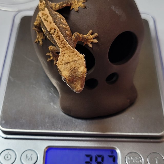 노멀 익스트림할리퀸