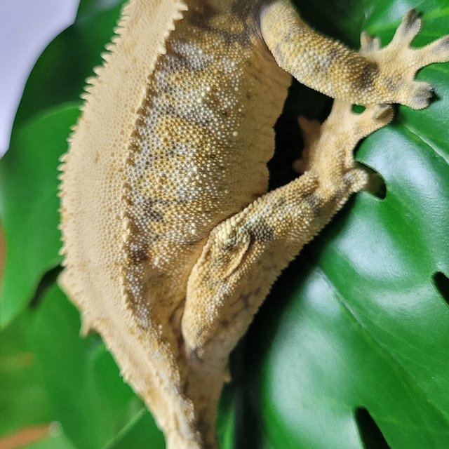 노멀 화이트스팟