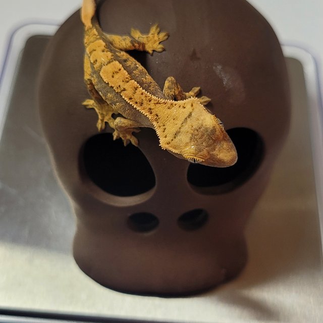 노멀 익스트림할리퀸