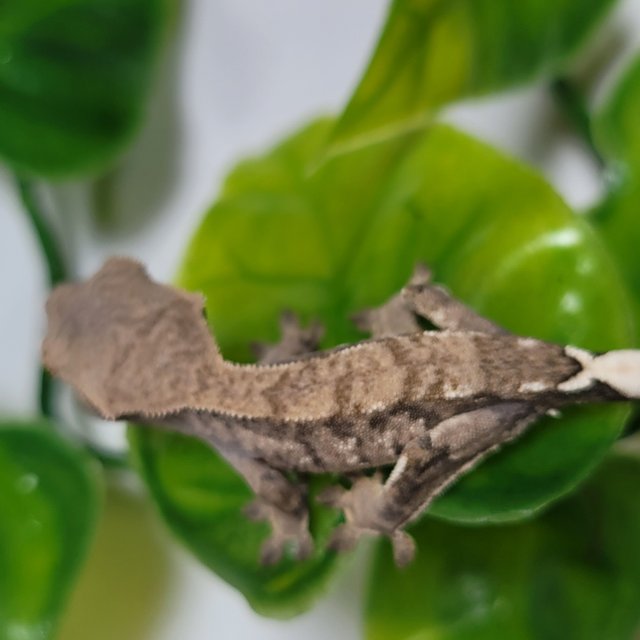 카푸치노 트라이