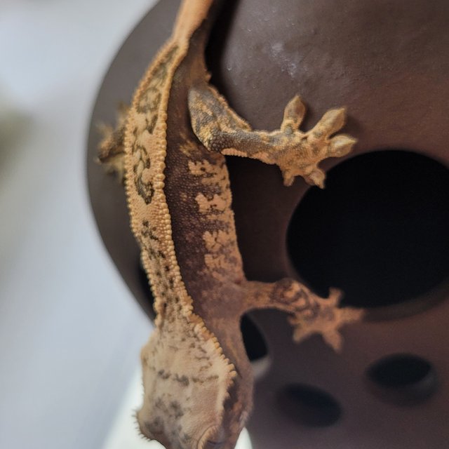 노멀 익스트림할리퀸