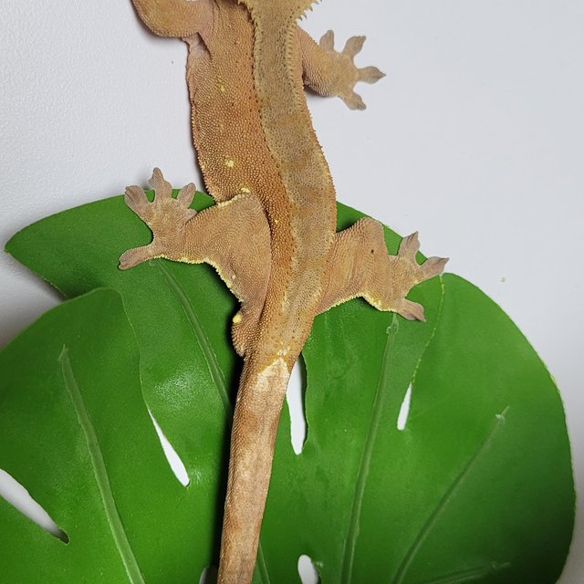 바이 노멀 레드