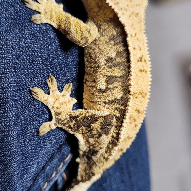 노멀 익스트림할리퀸