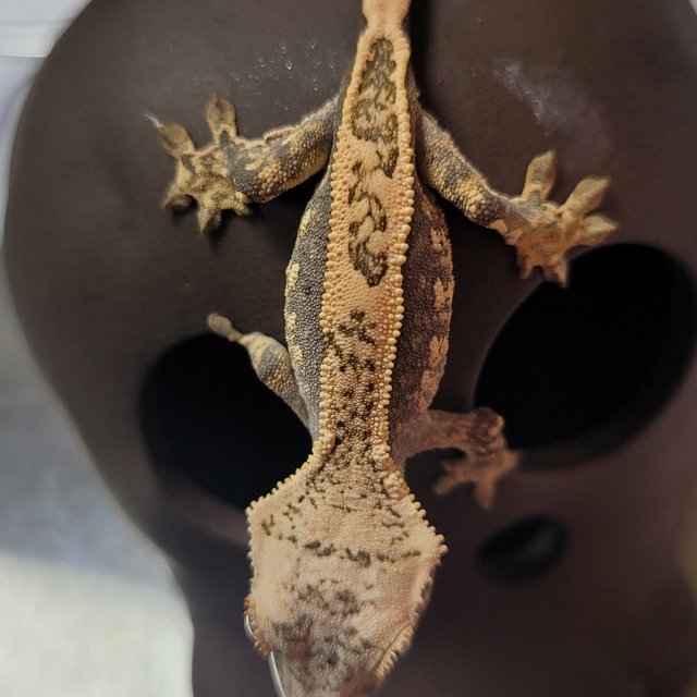 노멀 익스트림할리퀸