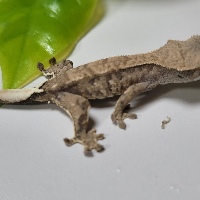 카푸치노 트라이