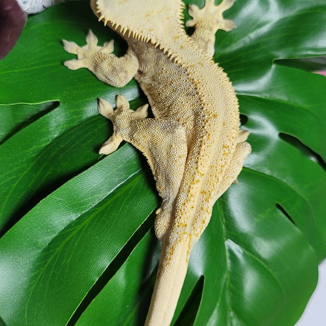 노멀 화이트포트홀