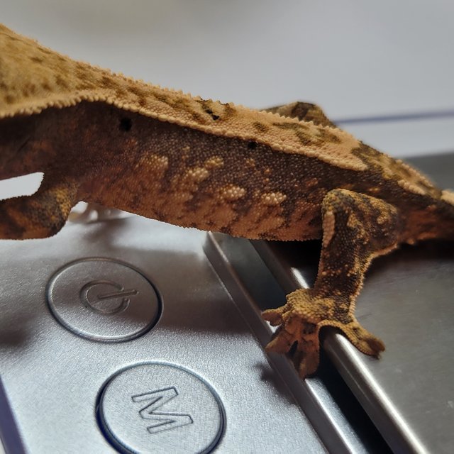 노멀 익스트림할리퀸