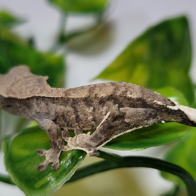 카푸치노 트라이