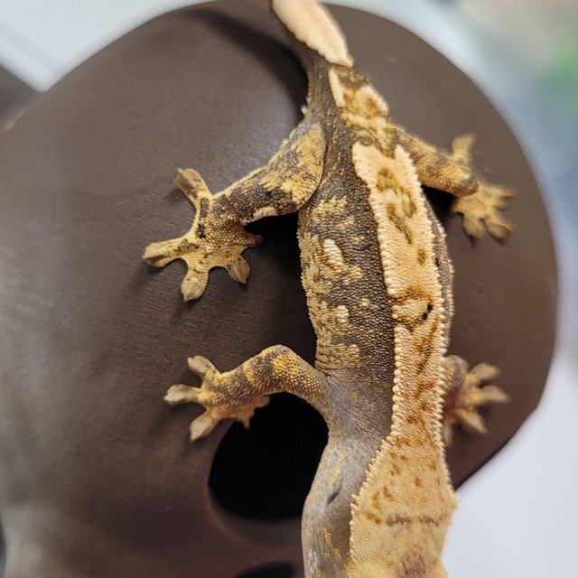 노멀 익스트림할리퀸