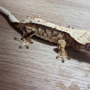 트라이 익스트림할리퀸