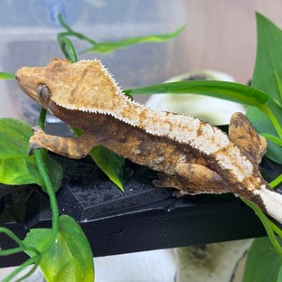 트라이 익스트림할리퀸