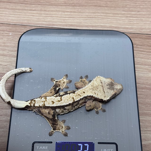 트라이 익스트림할리퀸