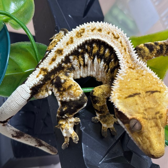 트라이 익스트림할리퀸