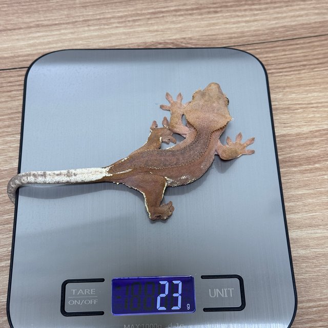 레드 바이 화이트포트홀