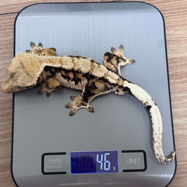 트라이 익스트림할리퀸 텐저린